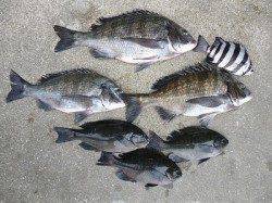 【4日】湯浅の磯でのフカセ釣果