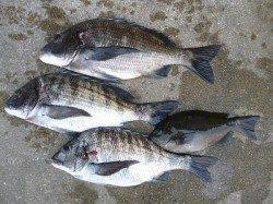 【4日】湯浅の磯でのフカセ釣果