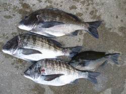 【4日】湯浅の磯でのフカセ釣果