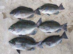 磯釣りガールのグレ釣果♪