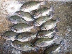 磯グレ好調！ 34cmまでを27匹♪