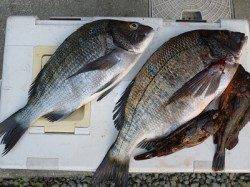 湯浅の磯でのチヌ釣果