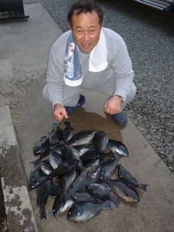 磯グレ好調！ 34cmまでを27匹♪