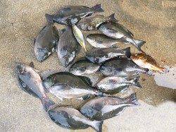 湯浅の磯でオキアミフカセ釣り　グレ14枚！