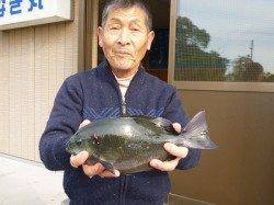 湯浅の磯でオキアミフカセ釣り　グレ14枚！