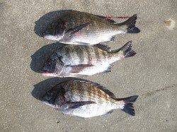 湯浅の磯のフカセ釣りで良型チヌ3枚！