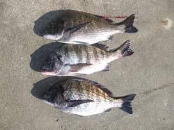 湯浅の磯のフカセ釣りで良型チヌ3枚！