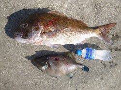 湯浅の磯でフカセ　立派なマダイ67cm★