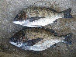 湯浅の磯でフカセ　立派なマダイ67cm★