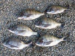 フカセでグレにチヌ　数釣れています