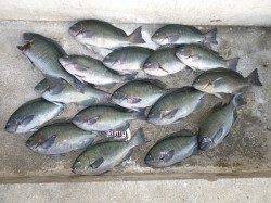 フカセでグレにチヌ　数釣れています