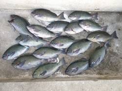 フカセでグレにチヌ　数釣れています