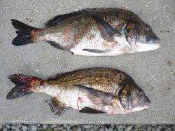 【25日】湯浅の磯、グレ・チヌ良型が釣れています