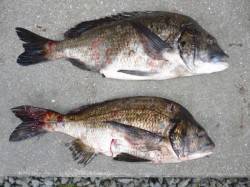 【25日】湯浅の磯、グレ・チヌ良型が釣れて…