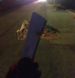 スーパースローで中層トレース中にアタリ、久しぶりのアジ！