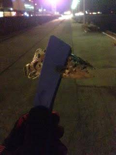 スーパースローで中層トレース中にアタリ、久しぶりのアジ！