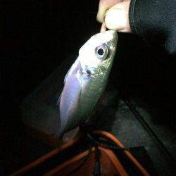 田ノ浦～雑賀崎にてサビキ釣りのちガシリング