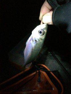 田ノ浦～雑賀崎にてサビキ釣りのちガシリング