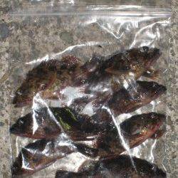 ボトムすれすれをリトリーブでガシラがヒット!