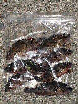 ボトムすれすれをリトリーブでガシラがヒット!