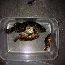 根に入ったガシラとの勝負! 新浜漁港のロックフィッシュゲーム