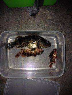 根に入ったガシラとの勝負! 新浜漁港のロックフィッシュゲーム