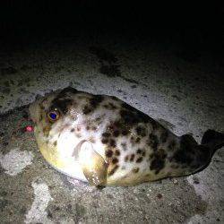 深日港で投げ釣り、カレイは3月まで諦めます