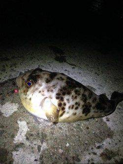 深日港で投げ釣り、カレイは3月まで諦めます