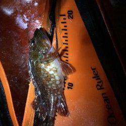 田ノ浦～雑賀崎にてサビキ釣りのちガシリング