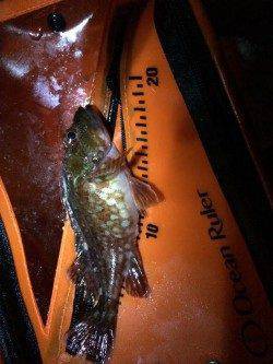 田ノ浦～雑賀崎にてサビキ釣りのちガシリング