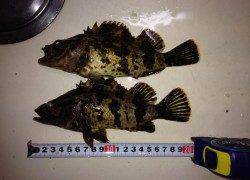 暴風極寒の中メバリング、風裏で底をトレースしてタケノコメバル