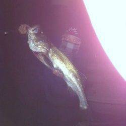 妻鹿で82㎝のよく肥えたシーバスをゲット！