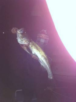 妻鹿で82㎝のよく肥えたシーバスをゲット！…