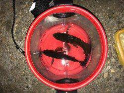 雪の降る中島埠頭にて短い時合にメバル2匹とバラシ2回