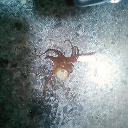 爆風の中白浜周辺でエギング・・・タコだけでした！