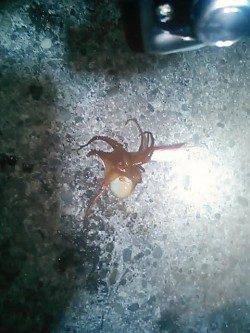 爆風の中白浜周辺でエギング・・・タコだけでした！