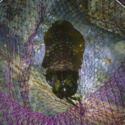 白浜南部でヤエン釣り、800gを頭にアオリ4杯の釣果