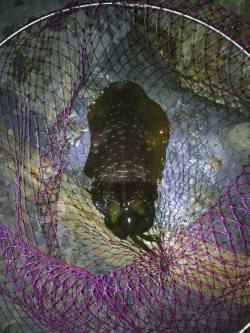 白浜南部でヤエン釣り、800gを頭にアオリ…