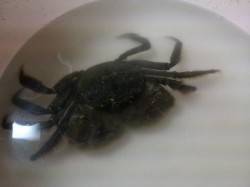 紀ノ川大堰の少し下流部でルアーにモズクガニ…