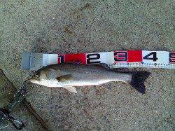 魚はいるのでこれからに期待！ エビ撒き釣りでハネ・セイゴ