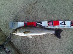 魚はいるのでこれからに期待！ エビ撒き釣り…