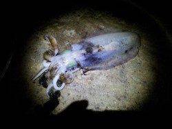 朝来帰港、ヤエンでアオリの釣果