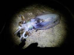 朝来帰港、ヤエンでアオリの釣果