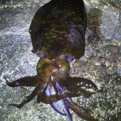 南紀でヤエン、3人で1.25kg筆頭に5ハイでした。