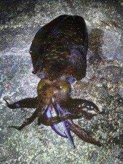 南紀でヤエン、3人で1.25kg筆頭に5ハイでした。