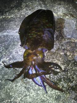 南紀でヤエン、3人で1.25kg筆頭に5ハ…