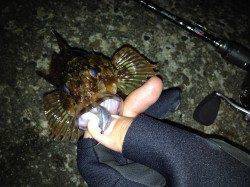 にょろり様より【ジャングルジム製品】のモニターレポート