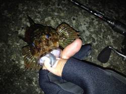 にょろり様より【ジャングルジム製品】のモニターレポート