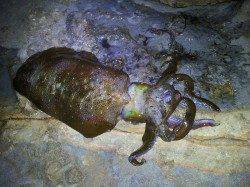 白浜南部でヤエン釣り、800gを頭にアオリ4杯の釣果