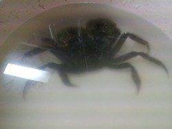 紀ノ川大堰の少し下流部でルアーにモズクガニ